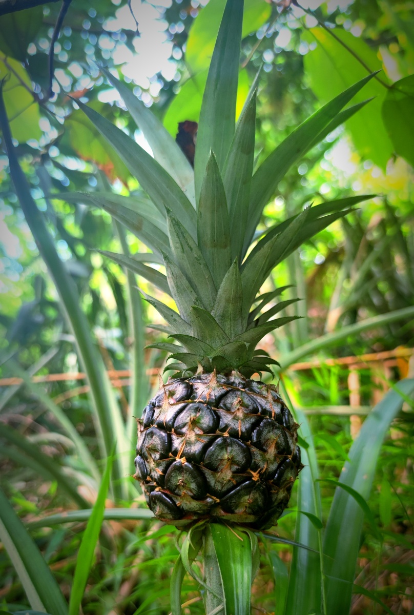 野生小菠萝
