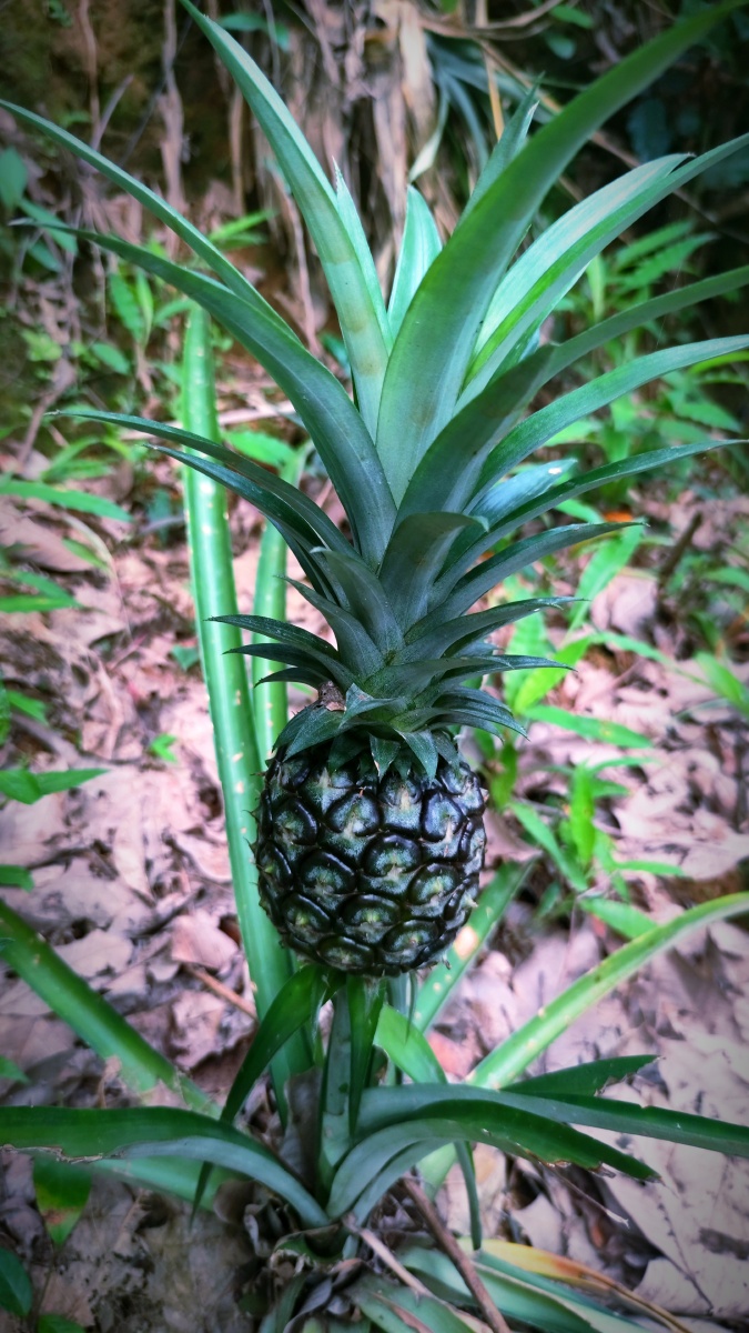 野生小菠萝