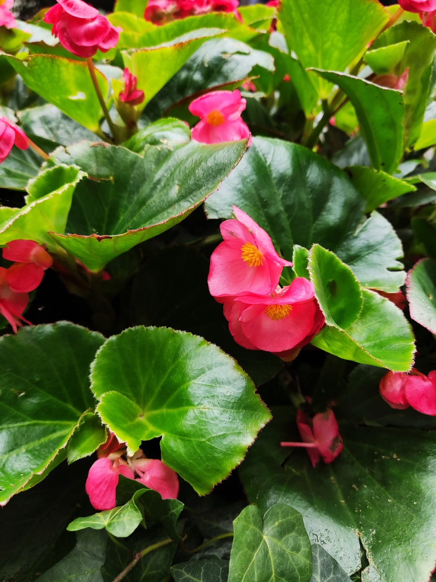 摄事未深海棠花绿叶衬得海棠红金蕊吐艳夏日中