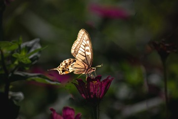 264622