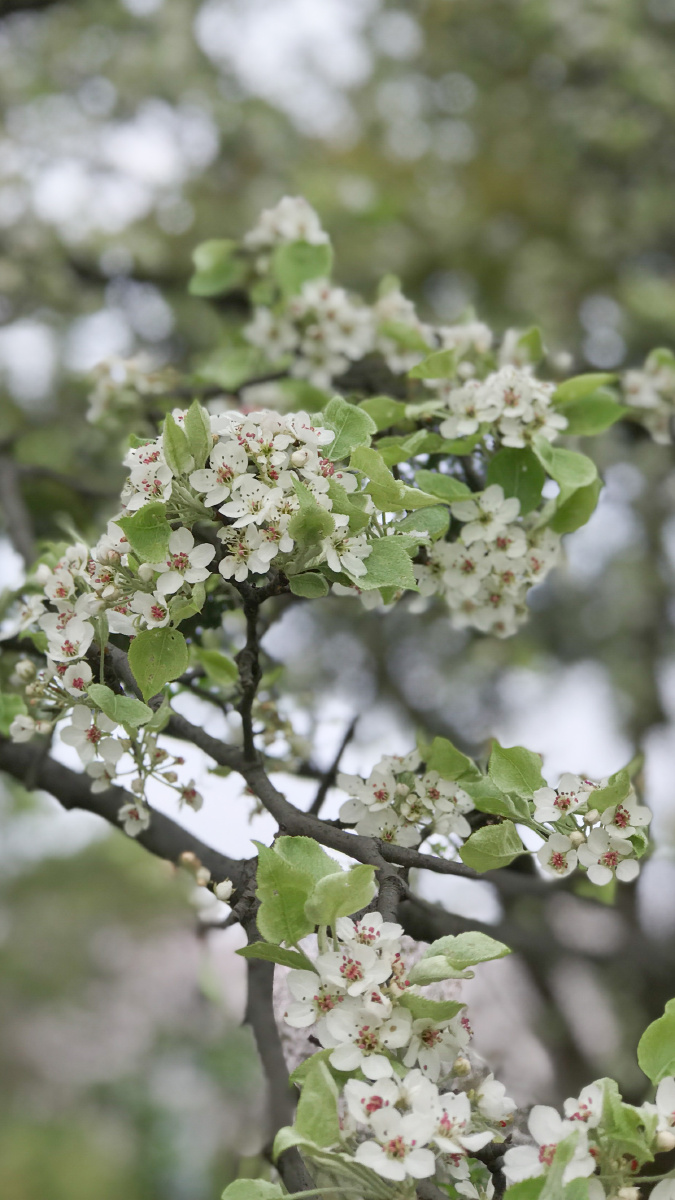 武汉堤角公园的梨花开