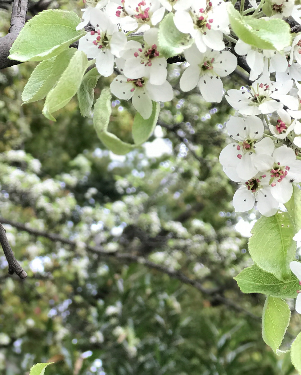 武汉堤角公园的梨花开