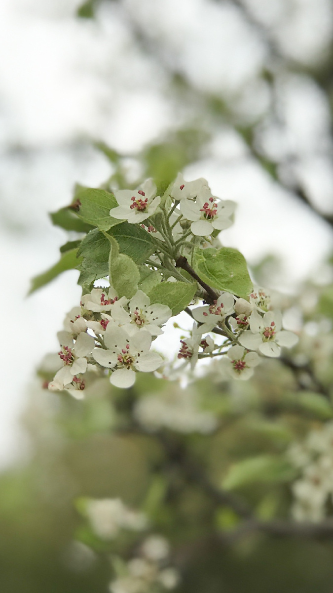 武汉堤角公园的梨花开