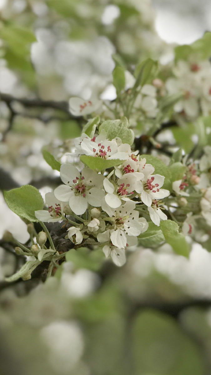 武汉堤角公园的梨花开