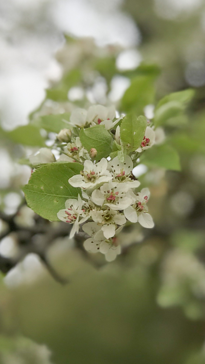 武汉堤角公园的梨花开