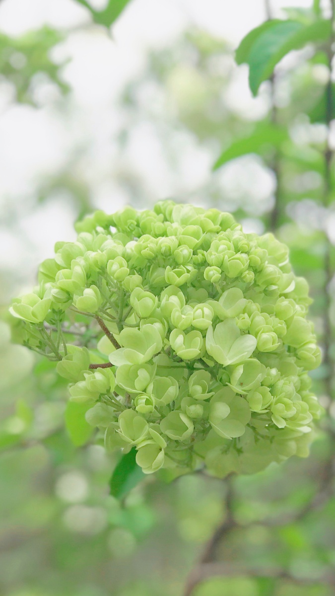 木绣球 - 时光若刻0412 - 图虫