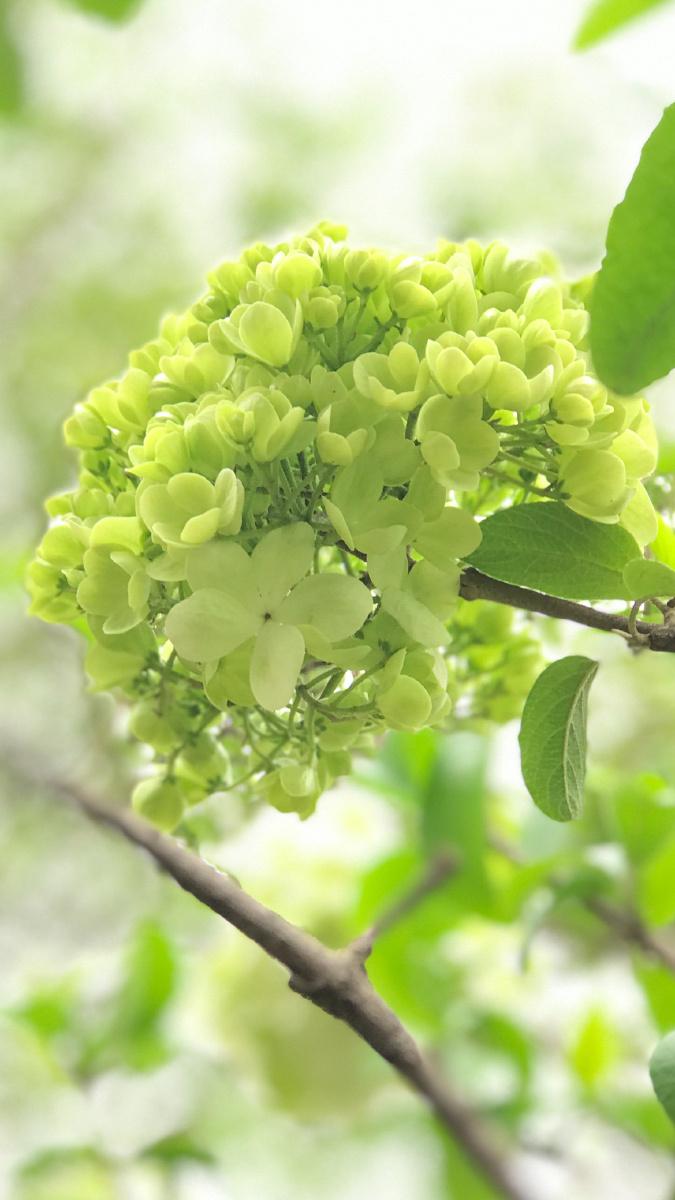 木绣球 - 时光若刻0412 - 图虫