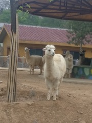 796