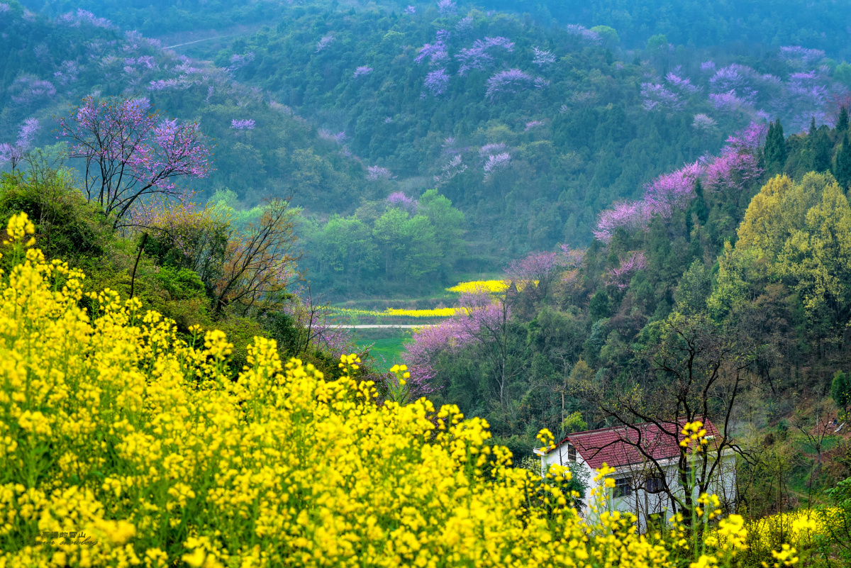 当山桃花遇上油菜花——汉中市位于秦岭和巴山之间,汉中的油菜花在