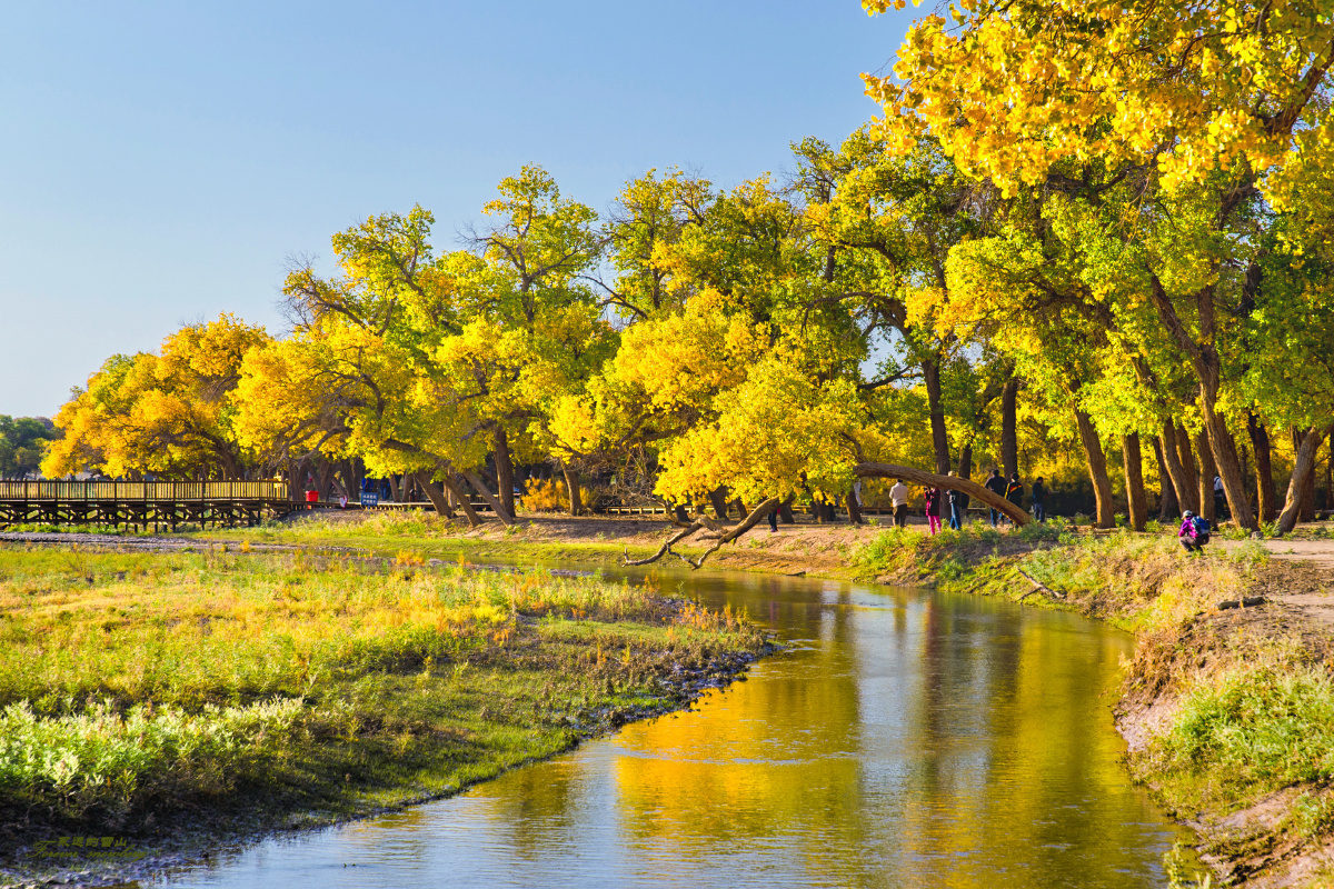 额济纳胡杨林三额济纳的清晨静谧祥和黄绿相间的胡杨林带着几分生机