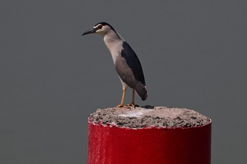 70409