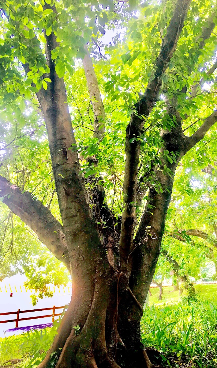 景观:五指擎天树