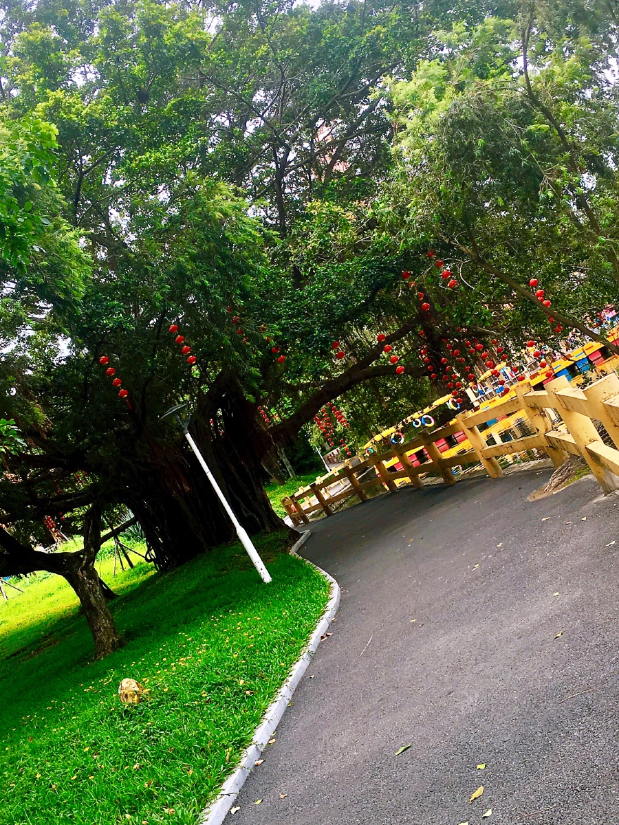 好大一颗遮阳树