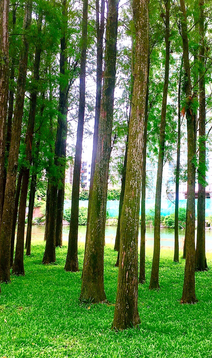 景观公园树一角