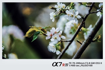 A72D8B1C-0A4E-4F2D-AE4C-F7E639B86206/L0/001