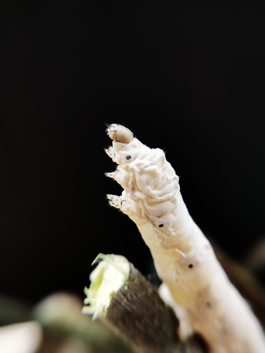 实拍开始吐丝的蚕宝宝