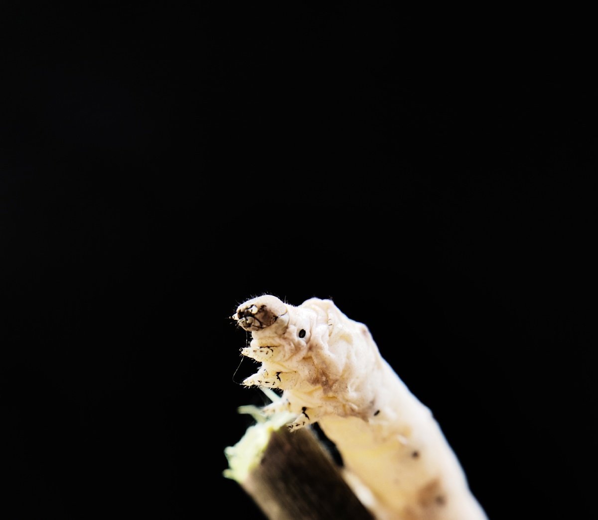 实拍开始吐丝的蚕宝宝