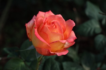 8BAF9558-68C2-4C63-98EB-63D9A6875AD7/L0/001