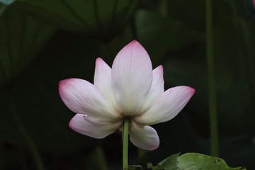 7487CF6A-912F-45E1-95E2-27349E88A746/L0/001