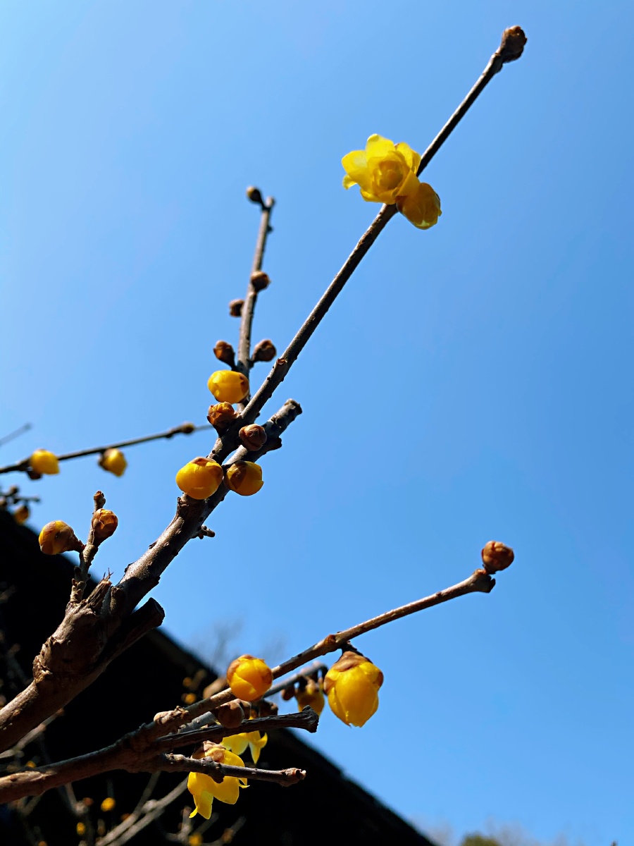 颐和园的腊梅开了
