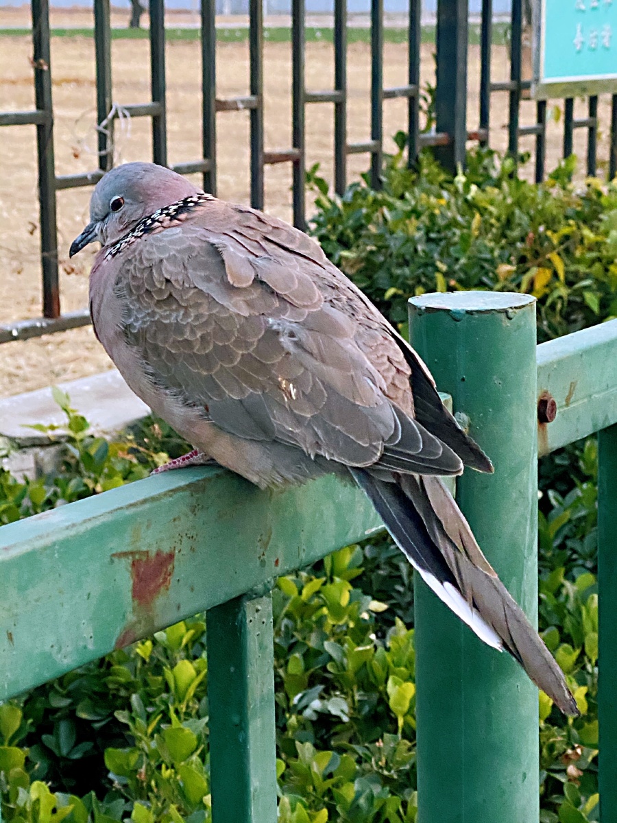 小斑鸠你怎么来到这么冷的北京呢