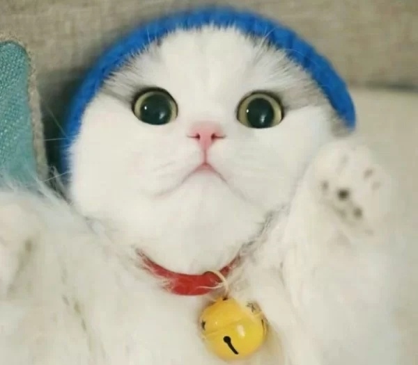 戴帽子的猫咪