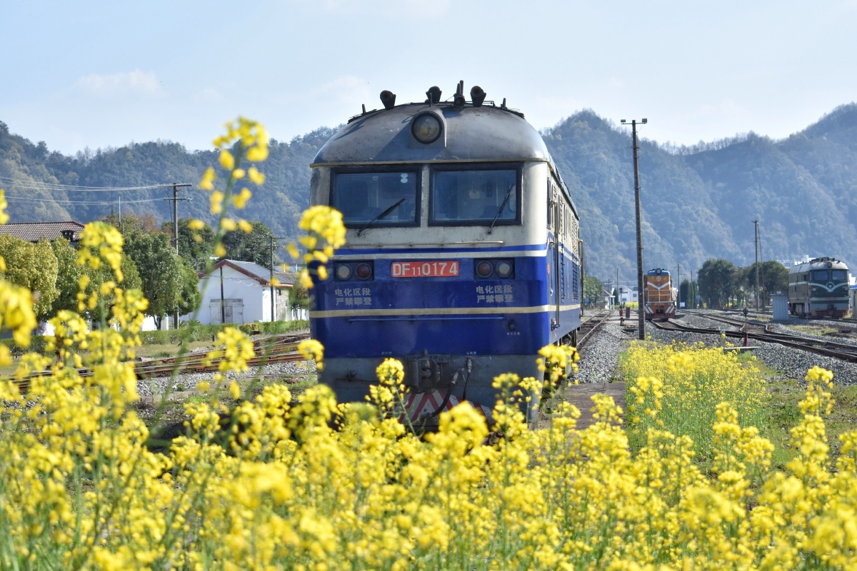 油菜花海里面浅蓝色火车头
