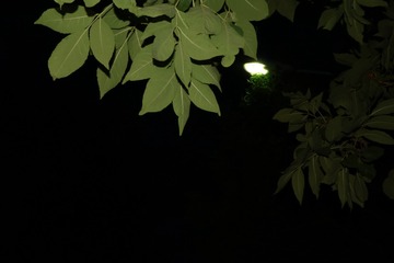 120041