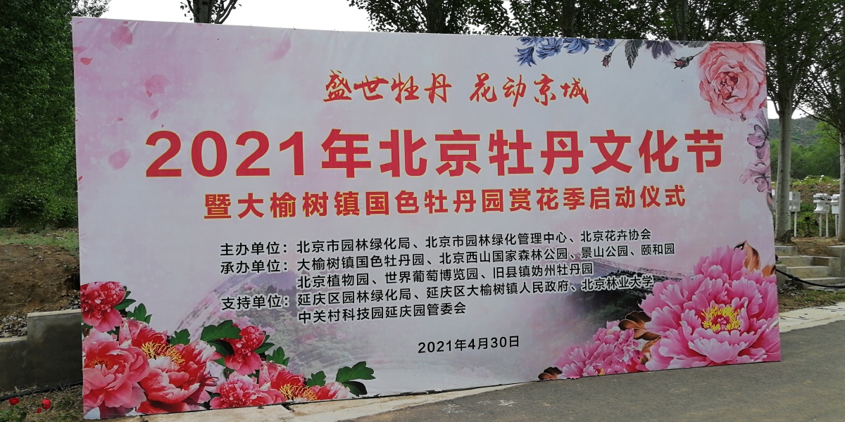 北京延庆牡丹文化节