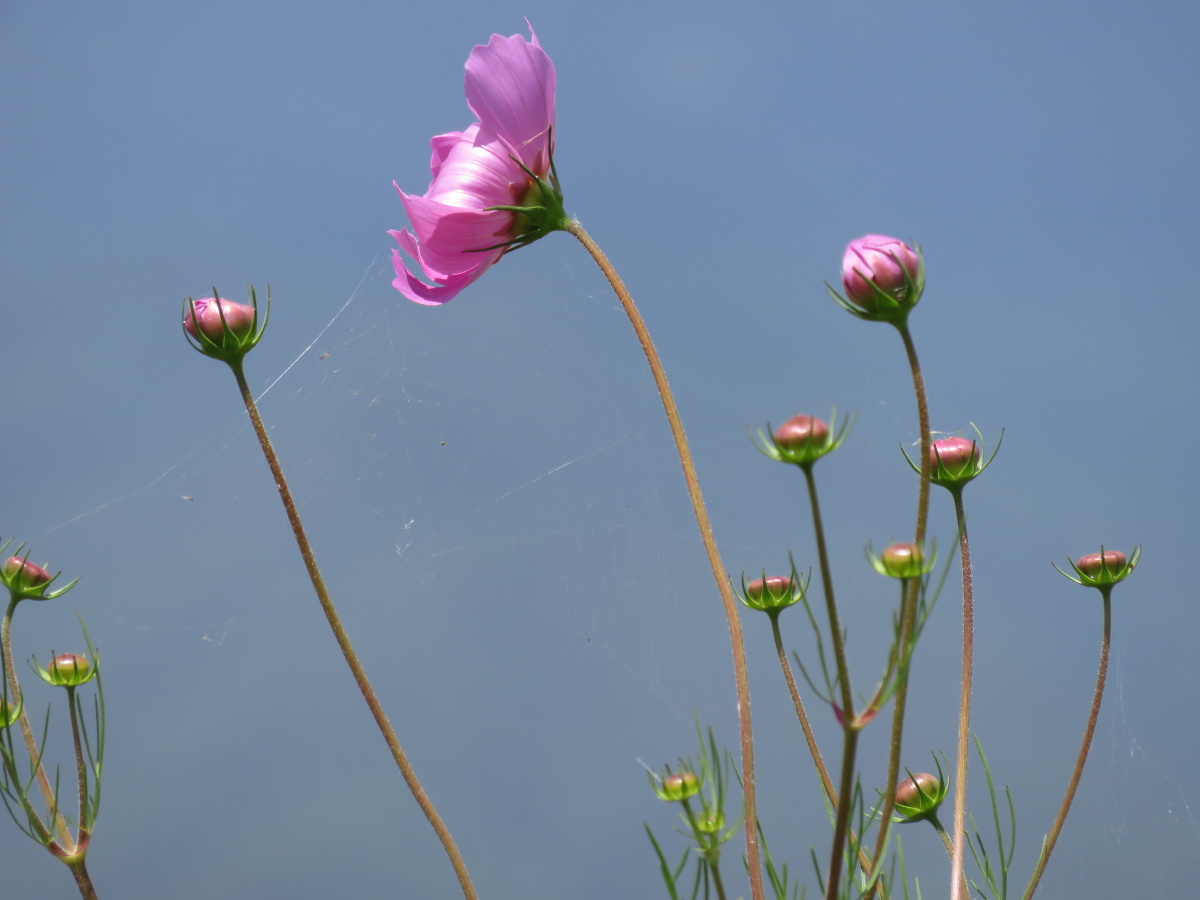 蓝天下的格桑花