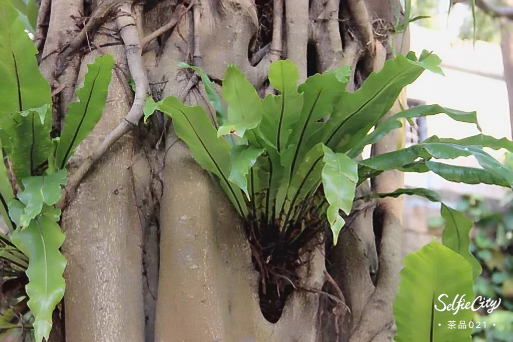 寄生植物 - 红茶一杯 - 图虫网 - 最好的摄影师都