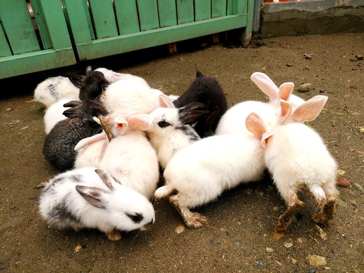 养殖场养哪种兔子,比例兔、德国巨兔和捷卡巨兔适合放养