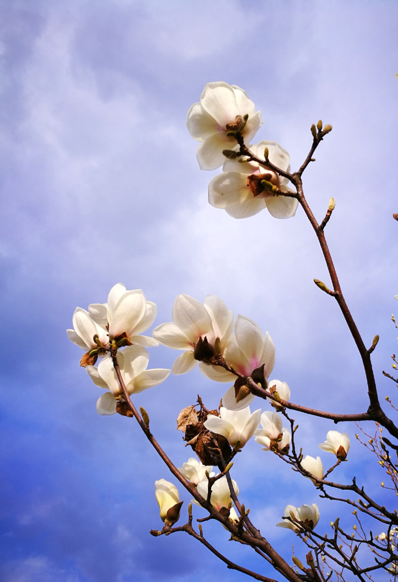 迎着清晨和煦的春风拥抱明媚的阳光听闻花开花落的窃窃私语享受春天如