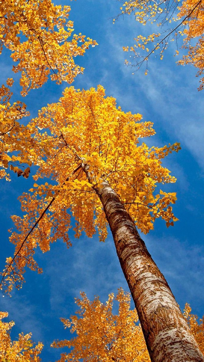 树～ - 美景美图一起来分享 - 图虫