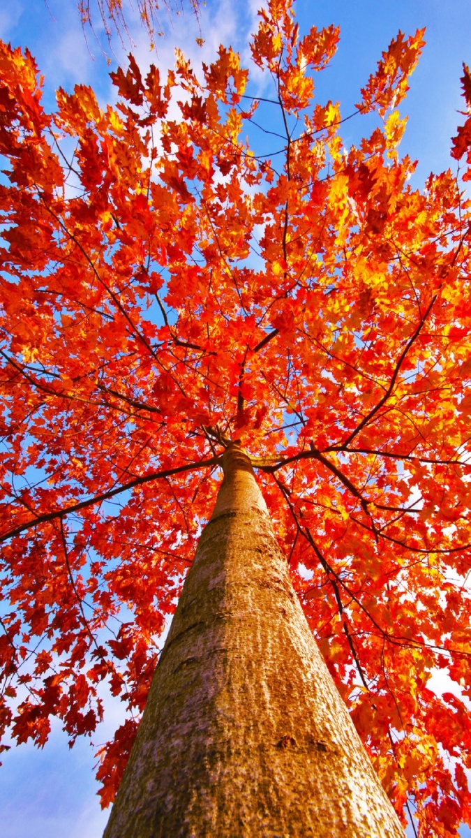 树～ - 美景美图一起来分享 - 图虫