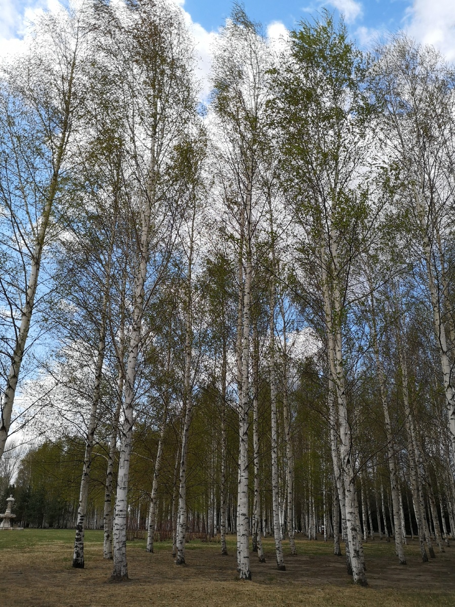 哈尔滨伏尔加园里的白桦林!洁白笔直的身躯!