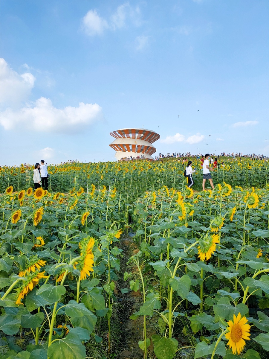 光明小镇欢乐田园,百亩向日葵花海置身其中美不胜收# - 旋转木马lc