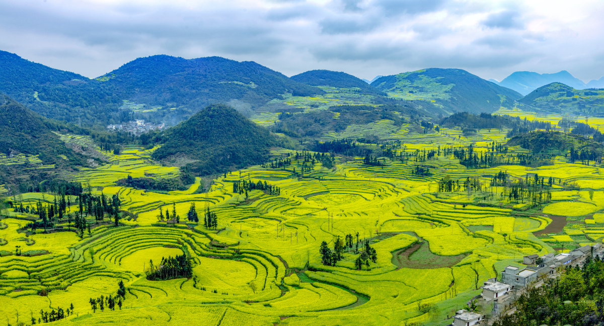 油菜花海 - 天田新异 - 图虫网 - 优质摄影师交流社区