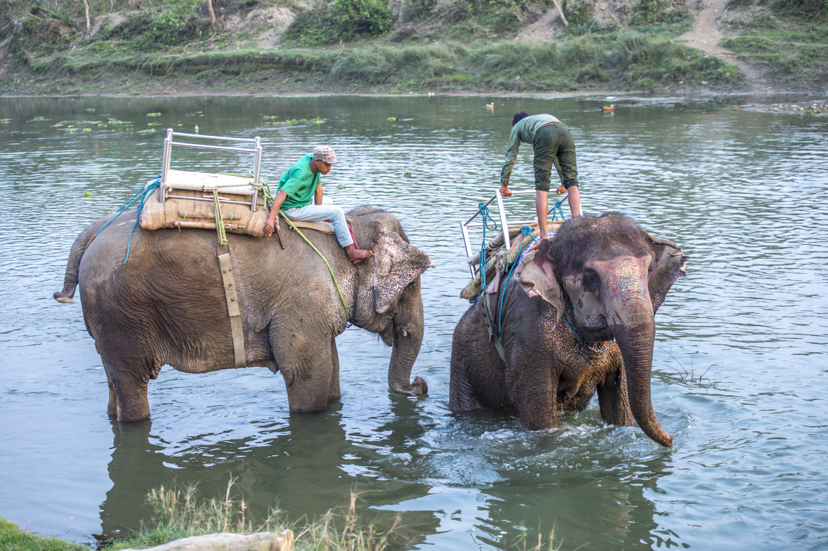 两头大象同时过河,右边的大象不慎摔倒,左侧的大象鼓励它站起来.
