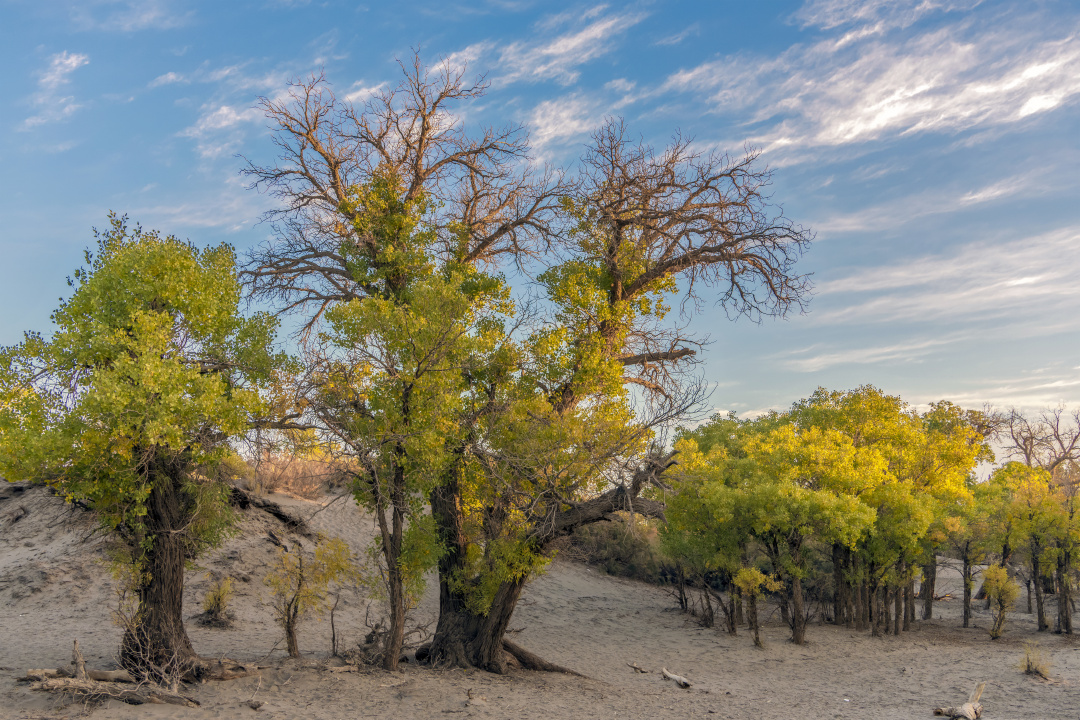 沙漠杨树