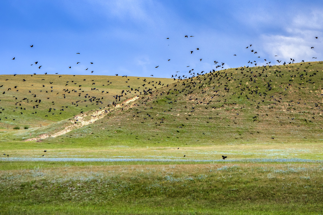 草原飞鸟