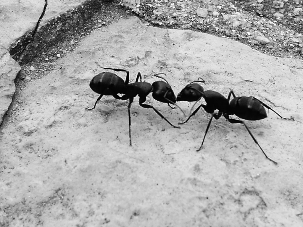 养殖黑蚂蚁,中学蚂蚁家蚂蚁分工明确保卫蚁巢安全