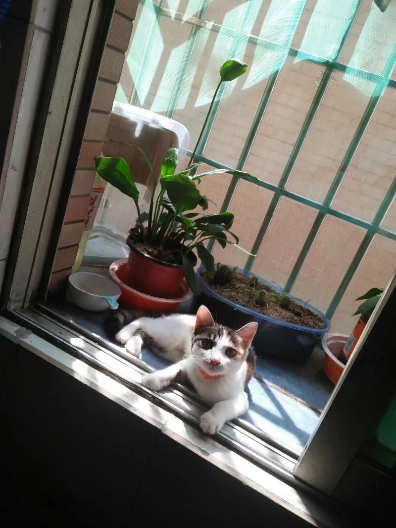 窗边晒太阳的花猫,下午晒个太阳