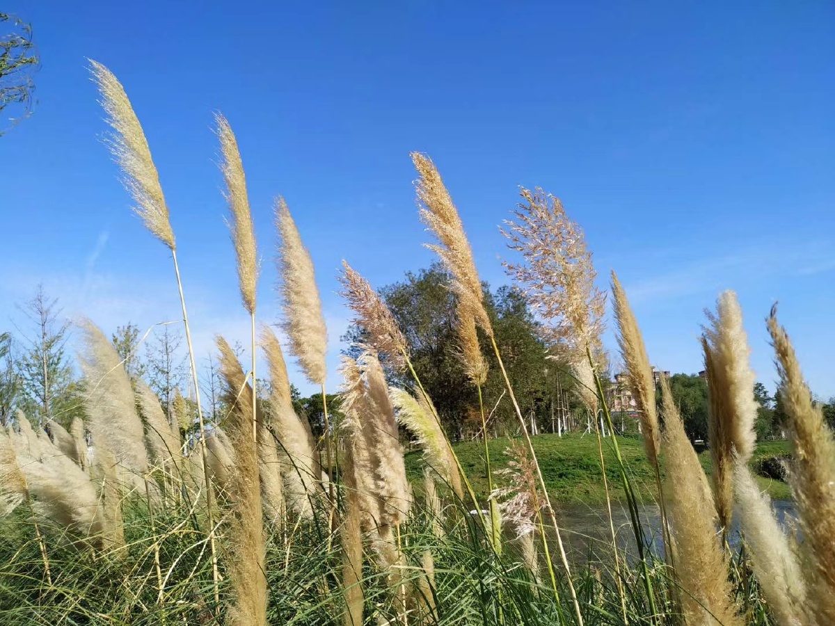 秋风忽起溪滩白零落岸边芦荻花