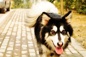 路过狗