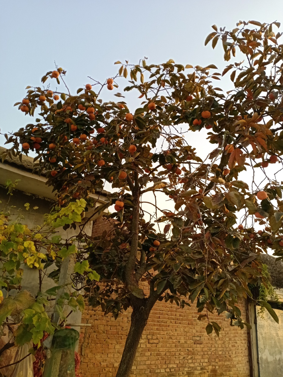 前景色依旧 - 桂英幸福美满