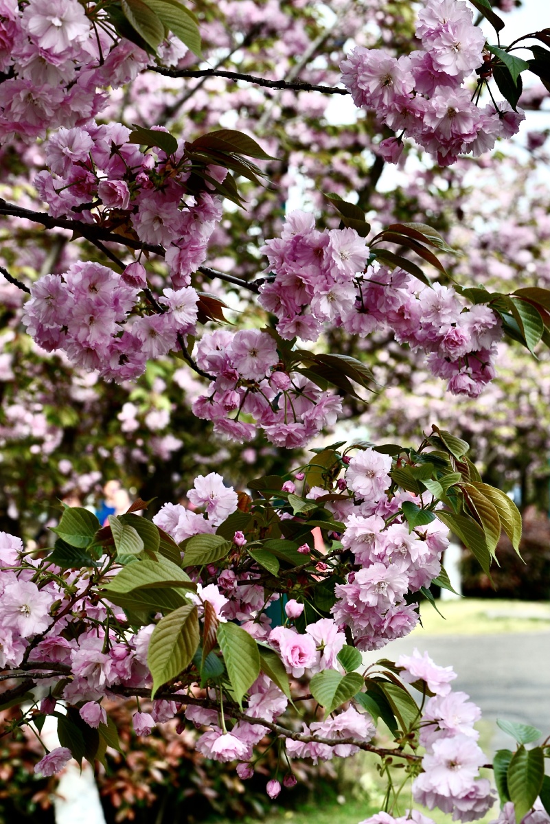 春季成都市青白江凤凰湖观樱花樱花盛开时节花繁艳丽满树烂漫如云似霞