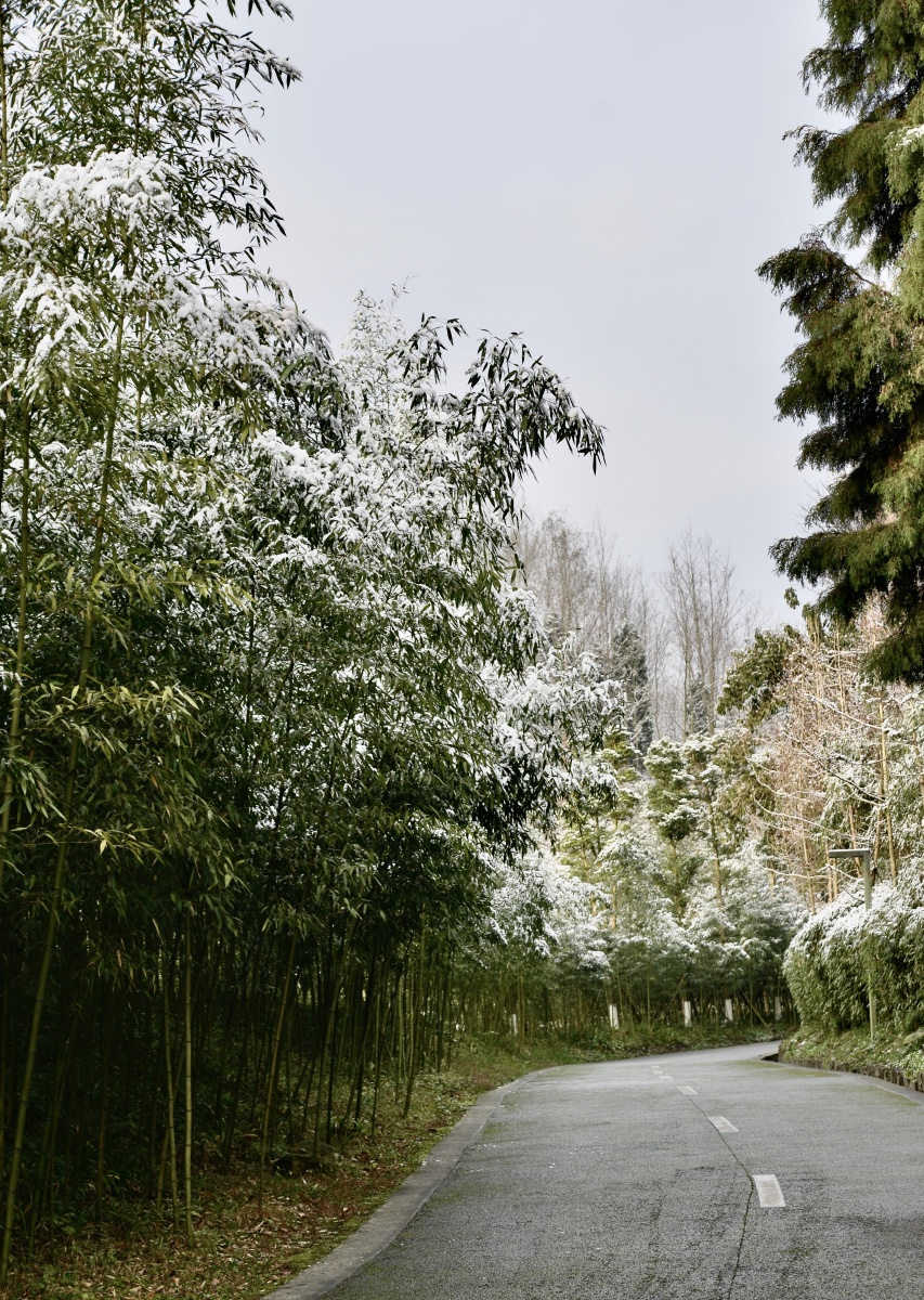 成都每年难得下雪今年元月8日成都飞雪了9日到都江堰熊猫繁育基地观