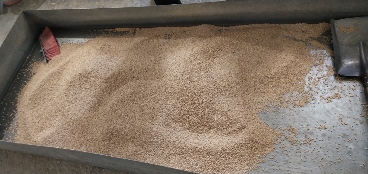 小麦子变成大白面. - 海龙的vlog - 图虫