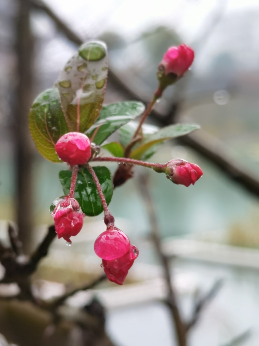 含苞欲放的花骨朵
